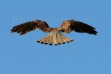 kestrel 8419