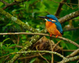 Kingfisher 8951