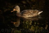 Mallard 8108