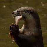 otter 0173