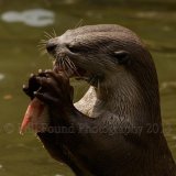otter 0177