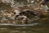 otter 0220