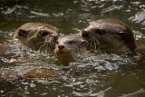 otter 0244