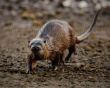 Otter 5033