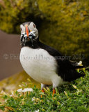 Puffin 4289