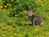 Rabbit 8630