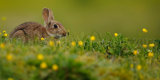 Rabbit 8990