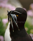 Razorbill 4091