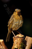 Robin 0875
