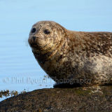 Seal 1790