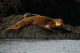 Seal and Pup 2617