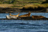 Common Seal gathering 2784