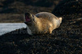Yawning Seal 2936