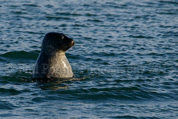 Spy Hopping Seal 3007