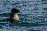 Spy Hopping Seal 3007