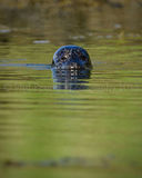 Inquisitive Seal 3200