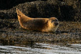 Seal cub 2637