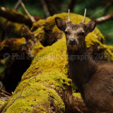 Sika Deer 2079