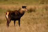 Stag 6853