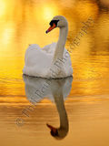 Swan 2602