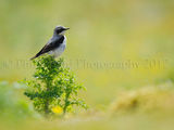 wheatear 8377
