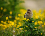 Wheatear 9002
