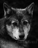 wolf 0637