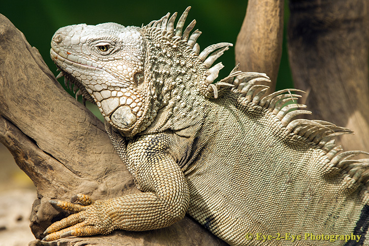Iguana