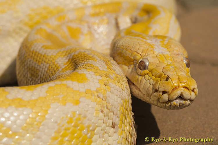 Burmese Python