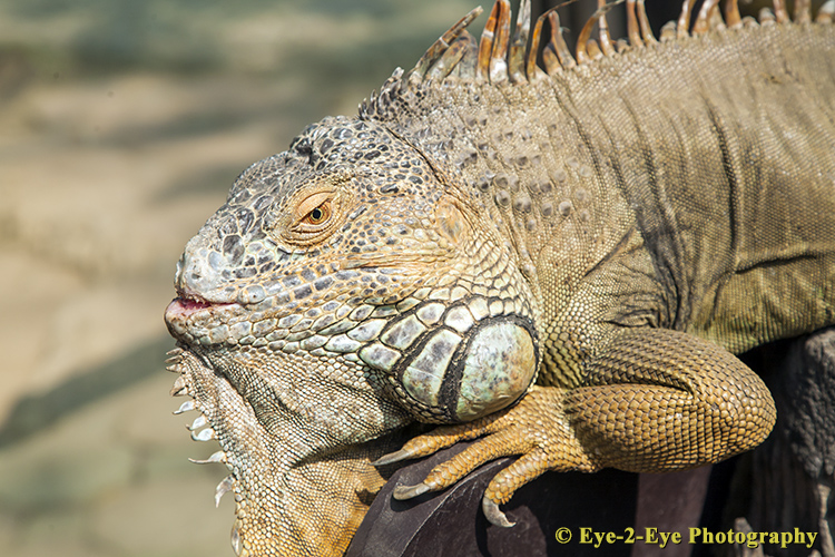 Iguana