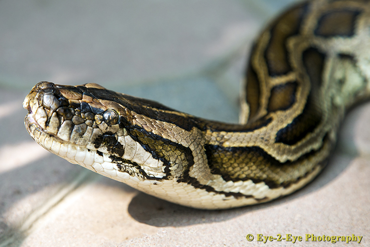 Reticulated Python