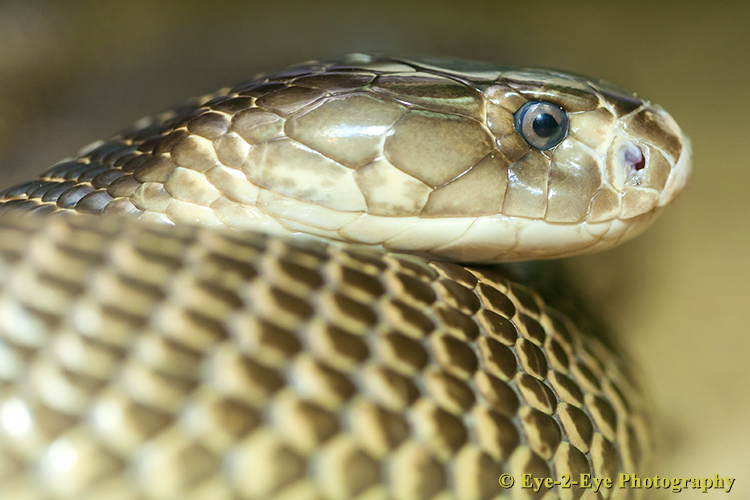 King Cobra