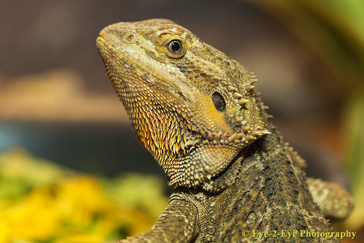 Bearded Dragon