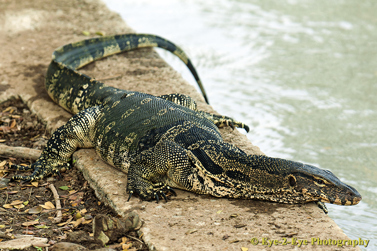 Monitor Lizard