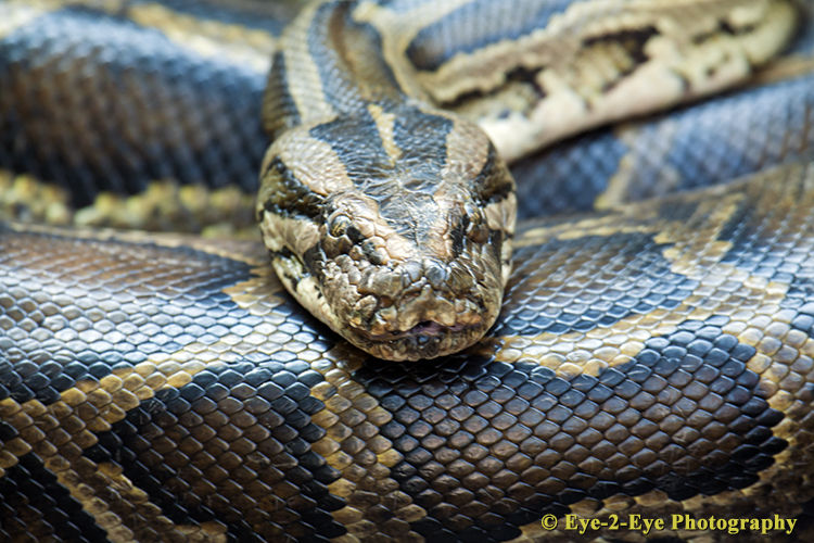 Reticulated Python
