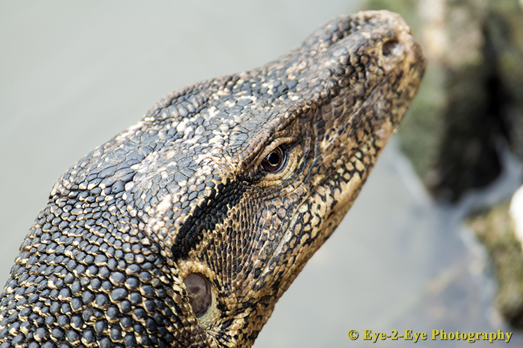 Monitor Lizard