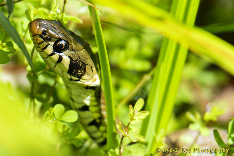 Grass Snake