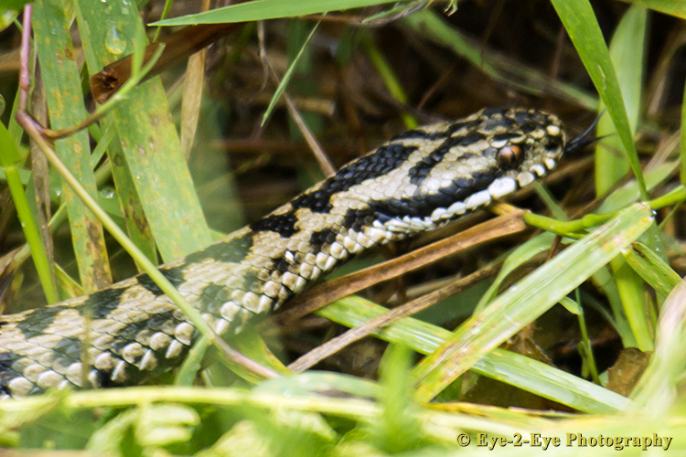 Adder