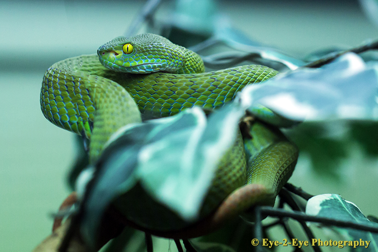 BIG EYED PIT VIPER