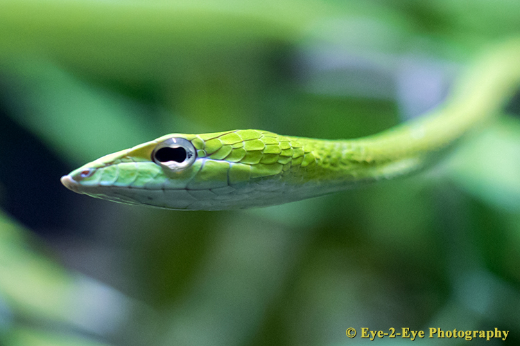 ORIENTAL WHIP SNAKE