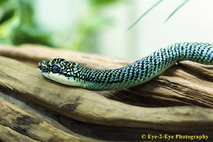 ORNATE GLIDING SNAKE