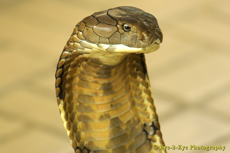 KING COBRA