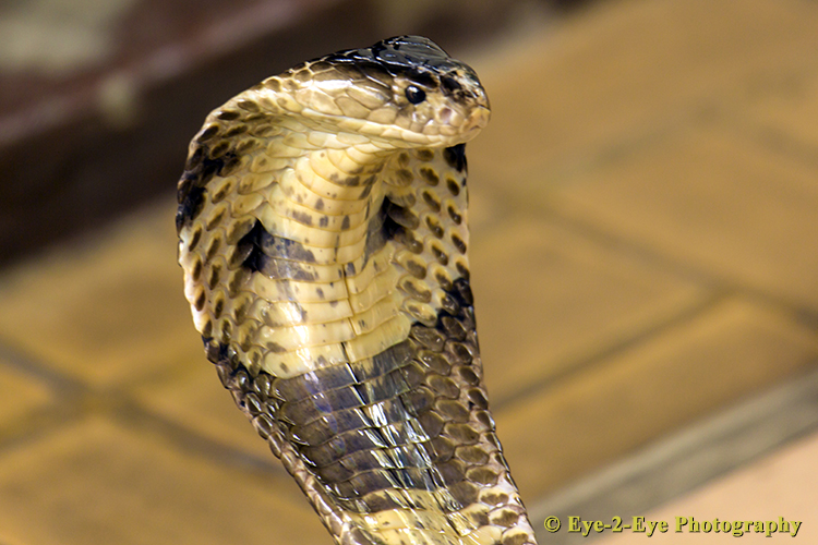 MONOCLED COBRA