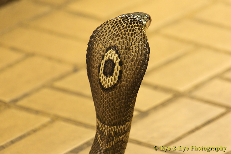 MONOCLED COBRA
