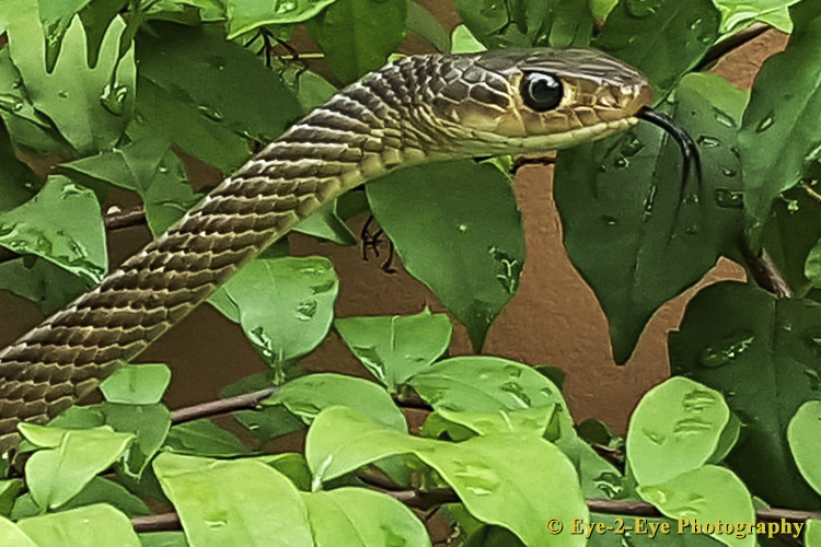 ORIENTAL RAT SNAKE