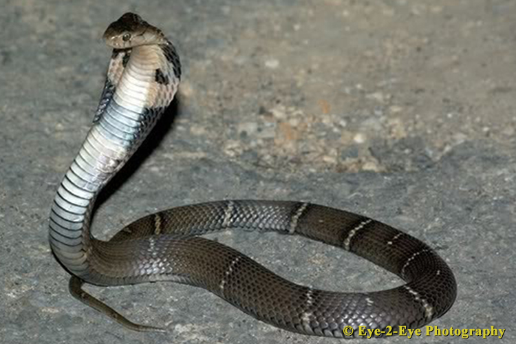 JUVINILE COBRA