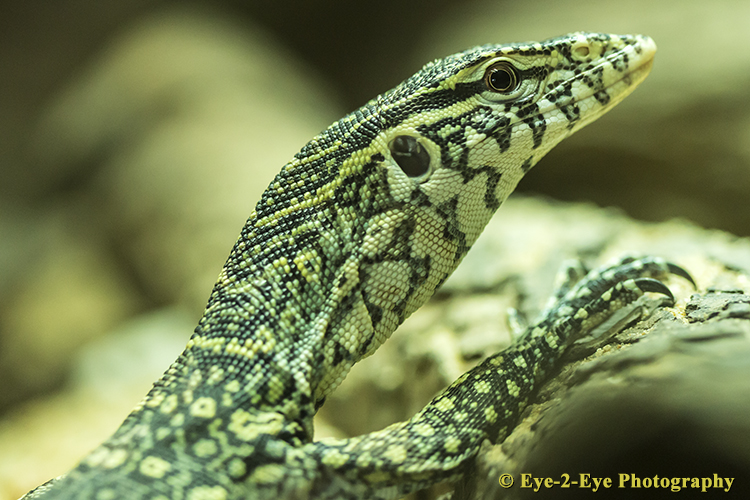 YOUNG WATER MONITOR