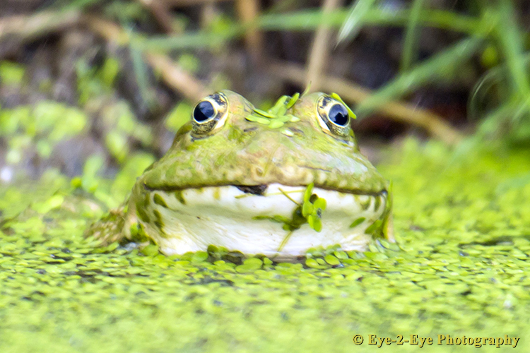 Marsh Frog