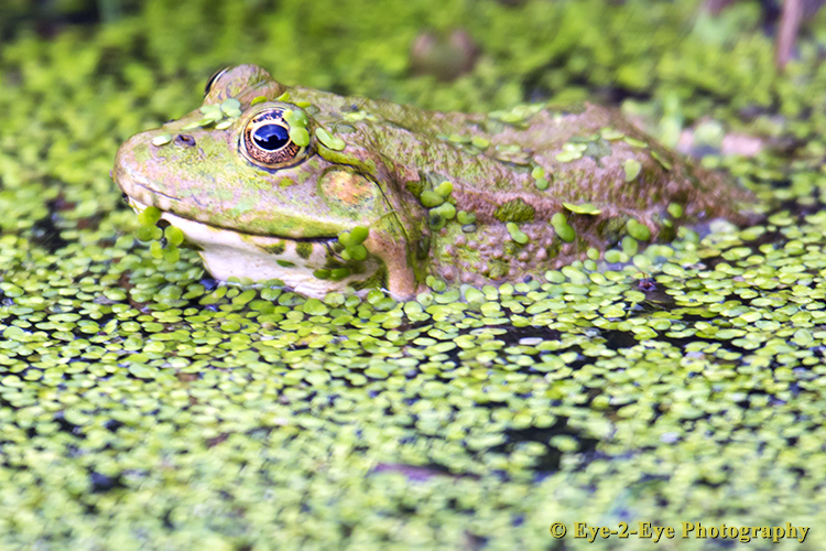 Marsh Frog