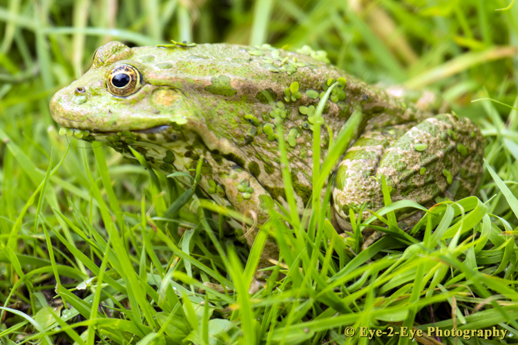 Marsh Frog